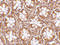 RASD Family Member 2 antibody, 4363, ProSci, Immunohistochemistry frozen image 