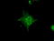 Crystallin Alpha B antibody, TA500582, Origene, Immunofluorescence image 