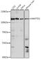 MAP7 Domain Containing 1 antibody, A13074, Boster Biological Technology, Western Blot image 