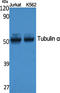 Tubulin alpha-1A chain antibody, STJ96416, St John