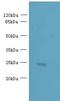 Solute Carrier Family 66 Member 3 antibody, LS-C379043, Lifespan Biosciences, Western Blot image 