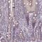 Endoplasmic reticulum mannosyl-oligosaccharide 1,2-alpha-mannosidase antibody, HPA051516, Atlas Antibodies, Immunohistochemistry frozen image 