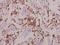 SRBP1 antibody, PA5-36614, Invitrogen Antibodies, Immunohistochemistry frozen image 