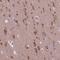 Growth Arrest Specific 7 antibody, NBP2-48498, Novus Biologicals, Immunohistochemistry frozen image 