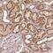 WW Domain Binding Protein 2 antibody, HPA065682, Atlas Antibodies, Immunohistochemistry frozen image 