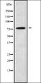 Beta-1,4-Galactosyltransferase 6 antibody, orb338071, Biorbyt, Western Blot image 