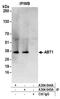 Activator Of Basal Transcription 1 antibody, A304-045A, Bethyl Labs, Immunoprecipitation image 