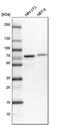 Clathrin Interactor 1 antibody, PA5-60308, Invitrogen Antibodies, Western Blot image 