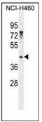 Growth Arrest Specific 1 antibody, AP51781PU-N, Origene, Western Blot image 