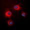Stathmin 1 antibody, orb338846, Biorbyt, Immunofluorescence image 