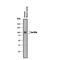 Sortilin 1 antibody, AF3154, R&D Systems, Western Blot image 