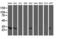 Adenylate Kinase 4 antibody, LS-C173184, Lifespan Biosciences, Western Blot image 