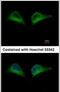 26S proteasome non-ATPase regulatory subunit 7 antibody, PA5-27941, Invitrogen Antibodies, Immunofluorescence image 