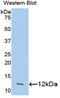C-C Motif Chemokine Ligand 24 antibody, LS-C305640, Lifespan Biosciences, Western Blot image 