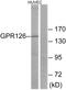 Adhesion G Protein-Coupled Receptor G6 antibody, A30803, Boster Biological Technology, Western Blot image 