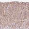 Transmembrane Protein 170B antibody, PA5-63072, Invitrogen Antibodies, Immunohistochemistry frozen image 