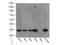 Insulin Like Growth Factor Binding Protein 5 antibody, 55205-1-AP, Proteintech Group, Western Blot image 
