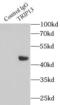 Thyroid Hormone Receptor Interactor 13 antibody, FNab08997, FineTest, Immunoprecipitation image 