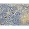 Immunoglobulin Heavy Constant Gamma 4 (G4m Marker) antibody, M11385-2, Boster Biological Technology, Immunohistochemistry frozen image 