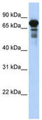 Tripartite Motif Containing 29 antibody, TA343680, Origene, Western Blot image 