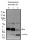 Caspase 3 antibody, GTX13585, GeneTex, Western Blot image 