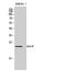 MOB Kinase Activator 3C antibody, A16858-2, Boster Biological Technology, Western Blot image 