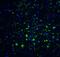 Cerebral Dopamine Neurotrophic Factor antibody, A10069-1, Boster Biological Technology, Immunofluorescence image 