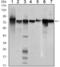 Signal Transducer And Activator Of Transcription 5B antibody, GTX82807, GeneTex, Western Blot image 