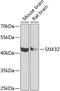 Sorting Nexin 32 antibody, 23-346, ProSci, Western Blot image 
