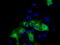 MCL1 Apoptosis Regulator, BCL2 Family Member antibody, LS-C115034, Lifespan Biosciences, Immunofluorescence image 