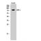 G Protein-Coupled Receptor Kinase 2 antibody, LS-C383852, Lifespan Biosciences, Western Blot image 