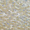 Aquaporin 5 antibody, 23-977, ProSci, Immunohistochemistry paraffin image 