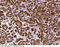 Carboxypeptidase B1 antibody, 10501-MM07, Sino Biological, Immunohistochemistry paraffin image 