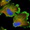 ERC1 antibody, HPA019523, Atlas Antibodies, Immunofluorescence image 
