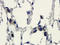 WAP Four-Disulfide Core Domain 2 antibody, orb101171, Biorbyt, Immunohistochemistry paraffin image 