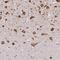 DENN Domain Containing 6A antibody, NBP2-49615, Novus Biologicals, Immunohistochemistry frozen image 