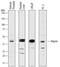 Hepsin antibody, AF4776, R&D Systems, Western Blot image 