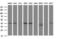 Parvin Alpha antibody, NBP2-46326, Novus Biologicals, Western Blot image 