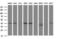 Matrix-remodeling-associated protein 2 antibody, NBP2-46326, Novus Biologicals, Western Blot image 