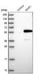 Smad Nuclear Interacting Protein 1 antibody, NBP1-89428, Novus Biologicals, Western Blot image 