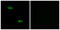 Olfactory Receptor Family 51 Subfamily E Member 2 antibody, GTX87083, GeneTex, Immunocytochemistry image 