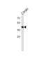 Transcription Factor AP-2 Epsilon antibody, abx034825, Abbexa, Western Blot image 