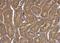 Proto-oncogene FRAT1 antibody, NBP1-31213, Novus Biologicals, Immunohistochemistry frozen image 