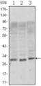 AIM antibody, AM06418SU-N, Origene, Western Blot image 