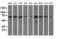 Hydroxyacid Oxidase 1 antibody, LS-C115774, Lifespan Biosciences, Western Blot image 
