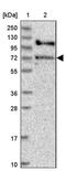 G Protein Signaling Modulator 1 antibody, PA5-59911, Invitrogen Antibodies, Western Blot image 