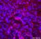 Transportin 1 antibody, ab10303, Abcam, Immunofluorescence image 