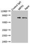 Mitofusin 1 antibody, LS-C676042, Lifespan Biosciences, Immunoprecipitation image 