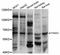 Pannexin 2 antibody, abx126319, Abbexa, Western Blot image 