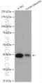 Serpin Family B Member 9 antibody, 14910-1-AP, Proteintech Group, Western Blot image 
